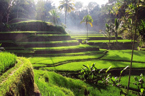 Ubud and Tampaksiring Tours - Image 4